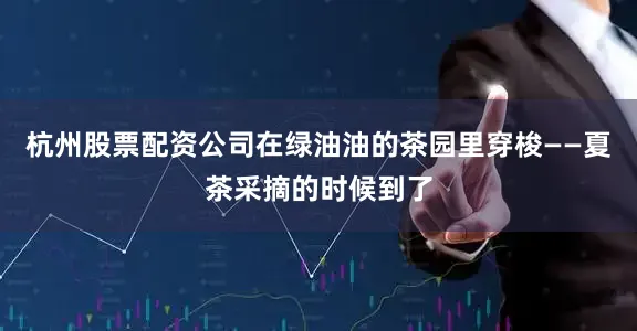 杭州股票配资公司在绿油油的茶园里穿梭——夏茶采摘的时候到了